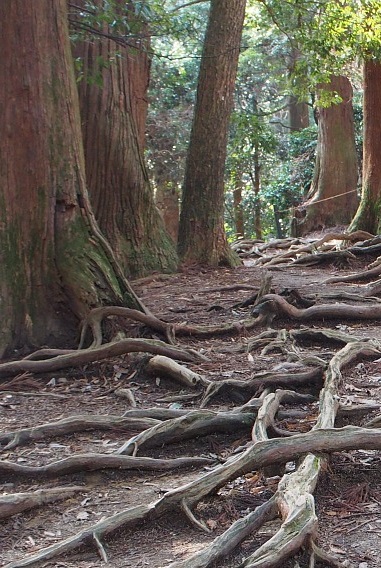 As raízes formam uma rede! Jin Shin Jyutsu